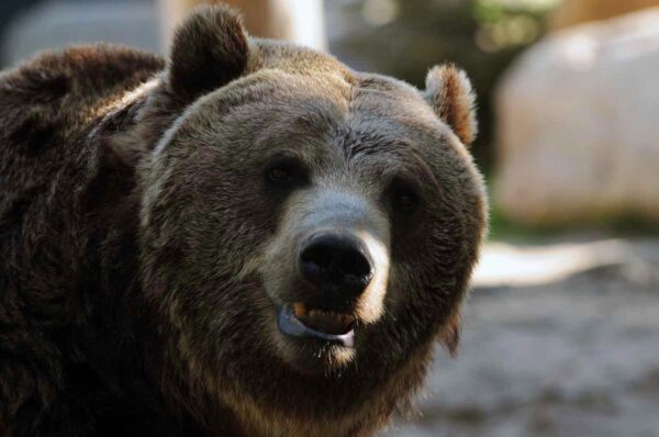 The Brown Bears (Adopt-a-Critter)
