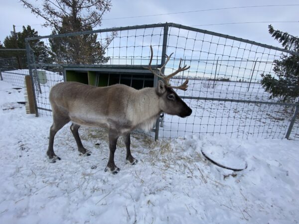 The Caribou (Adopt-a-Critter) Holiday Special