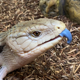 img-snake