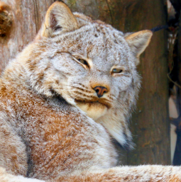 img-snowleopard